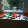 Pomarańczowy dzień